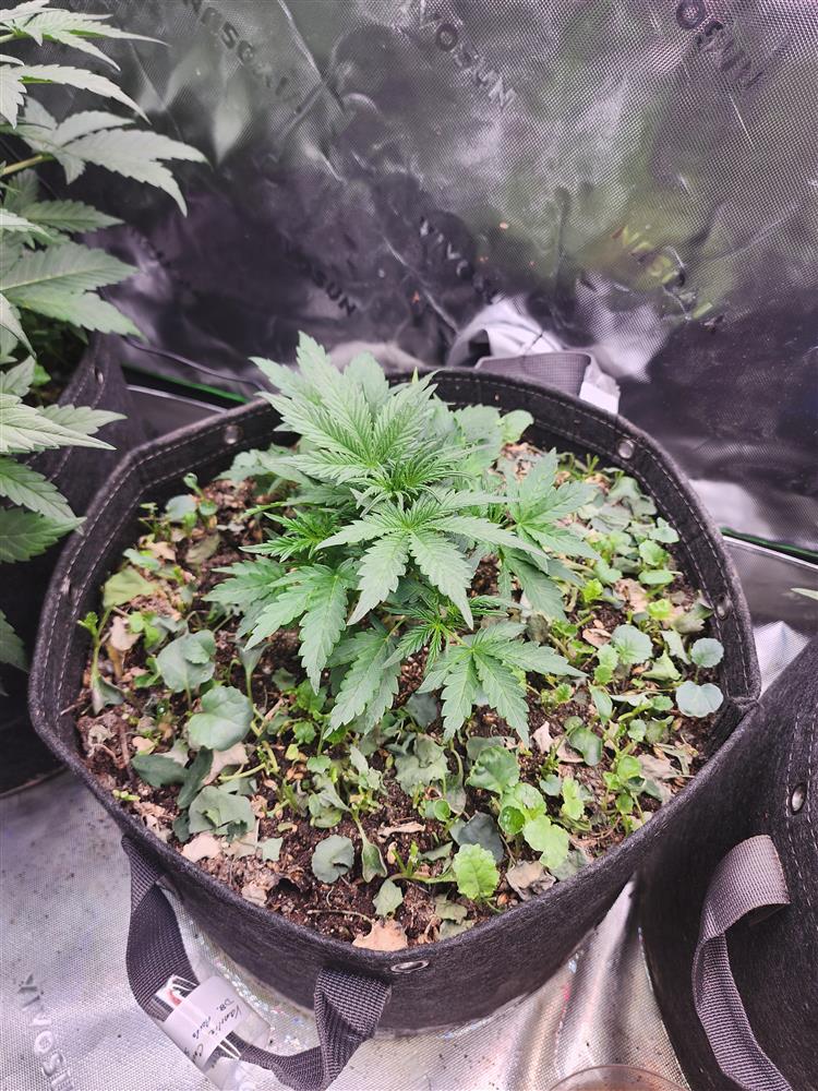 Featured Plant Image