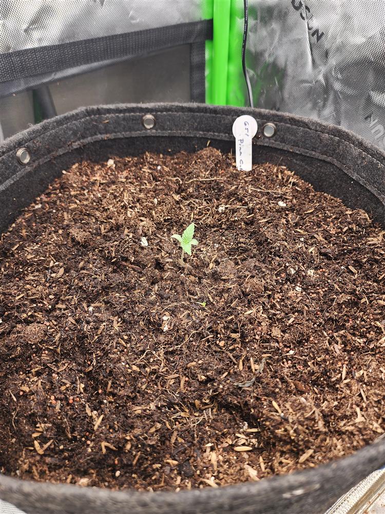 Featured Plant Image