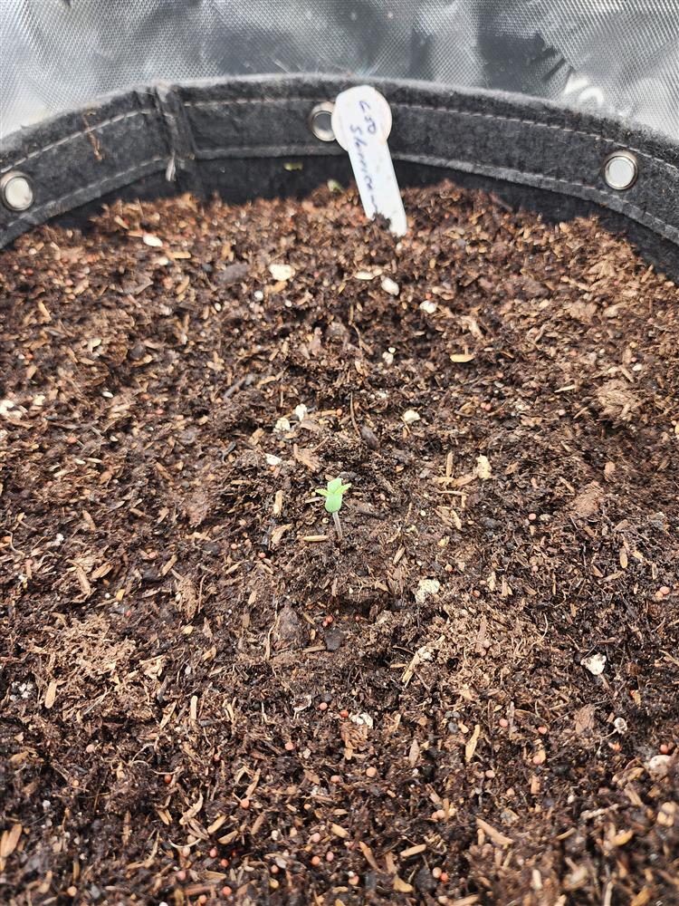 Featured Plant Image