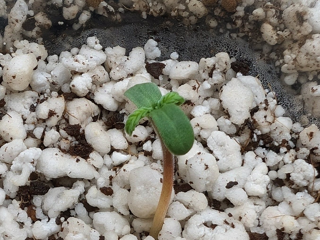 Featured Plant Image