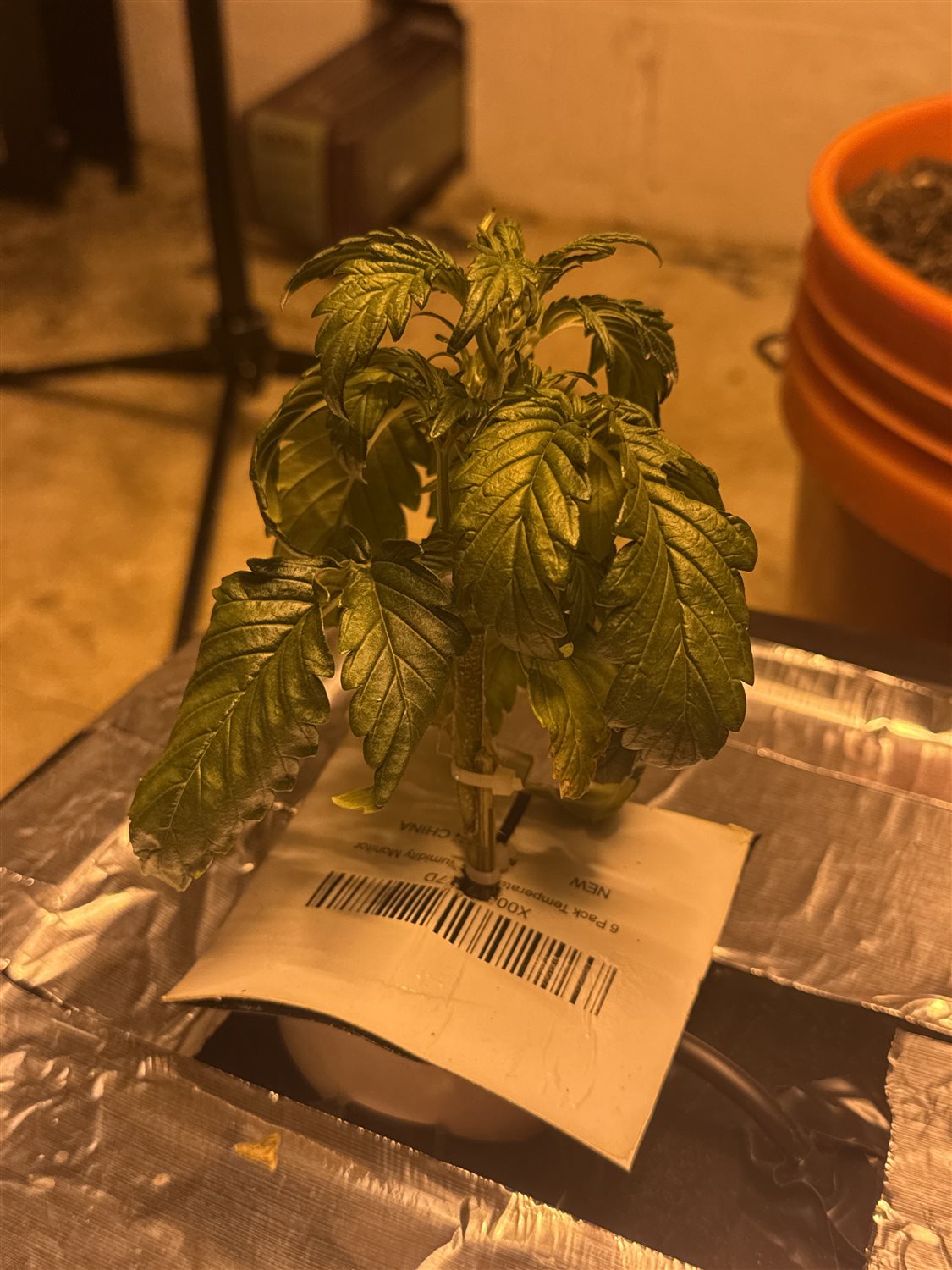 Featured Plant Image