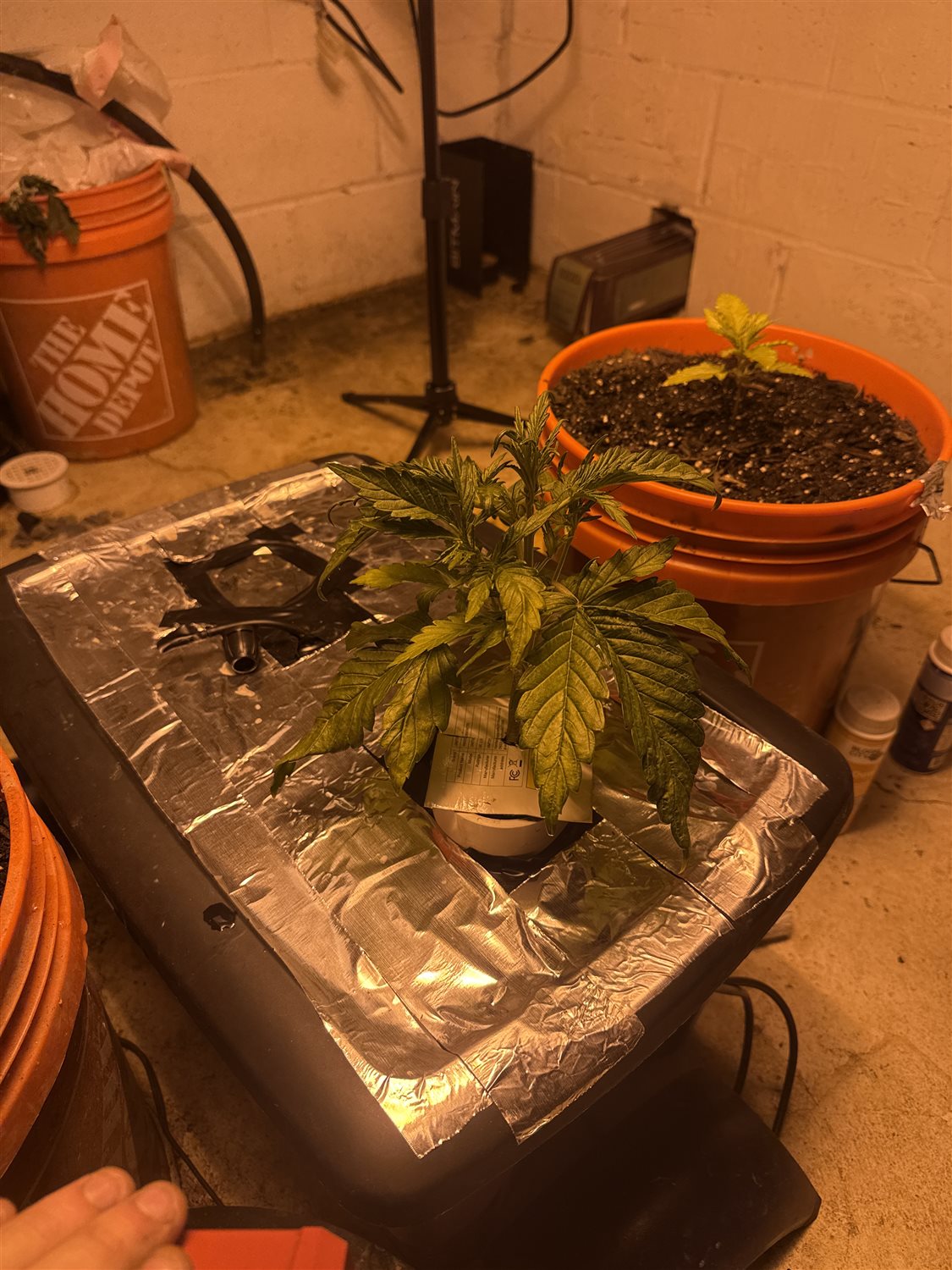 Featured Plant Image