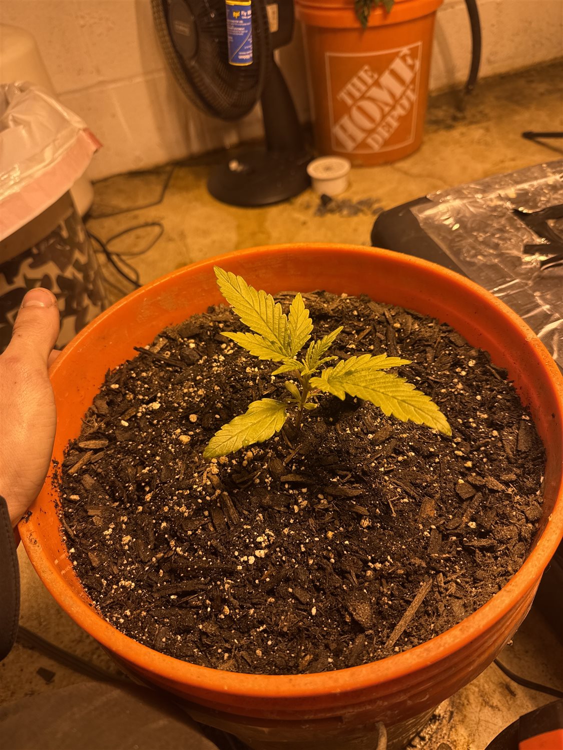 Featured Plant Image