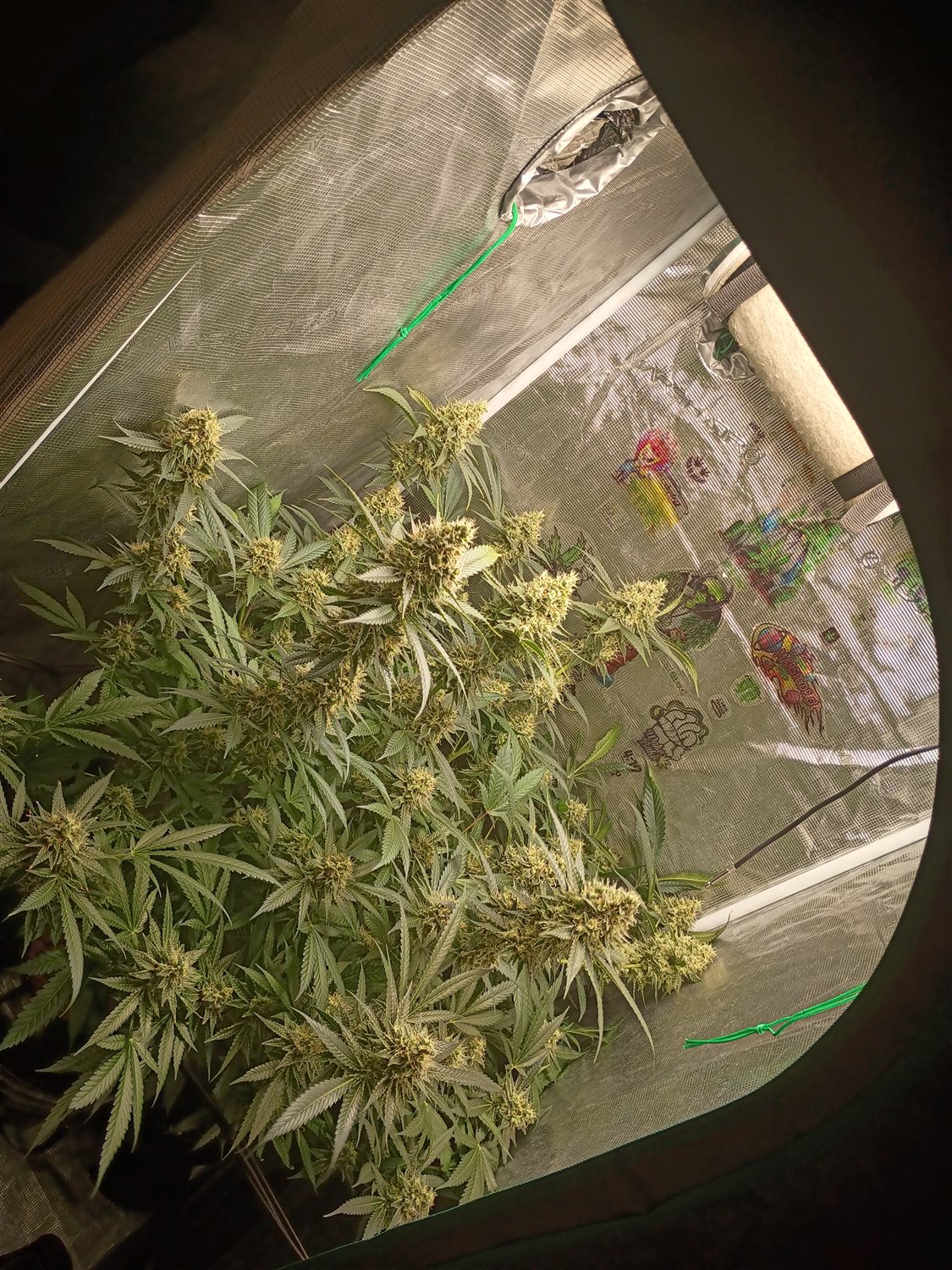 Featured Plant Image