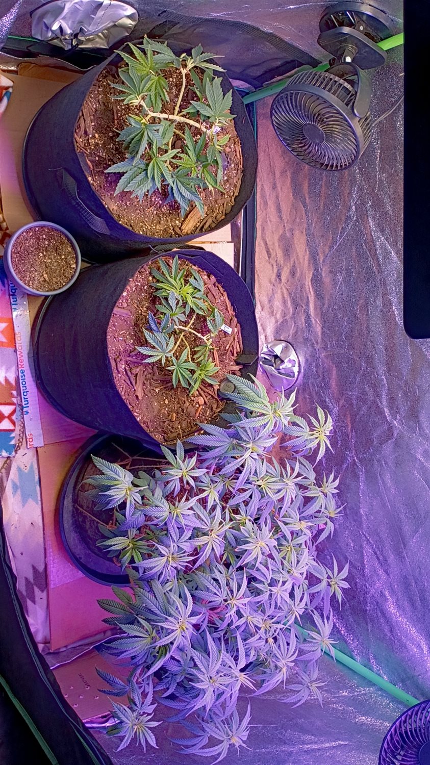 Featured Plant Image