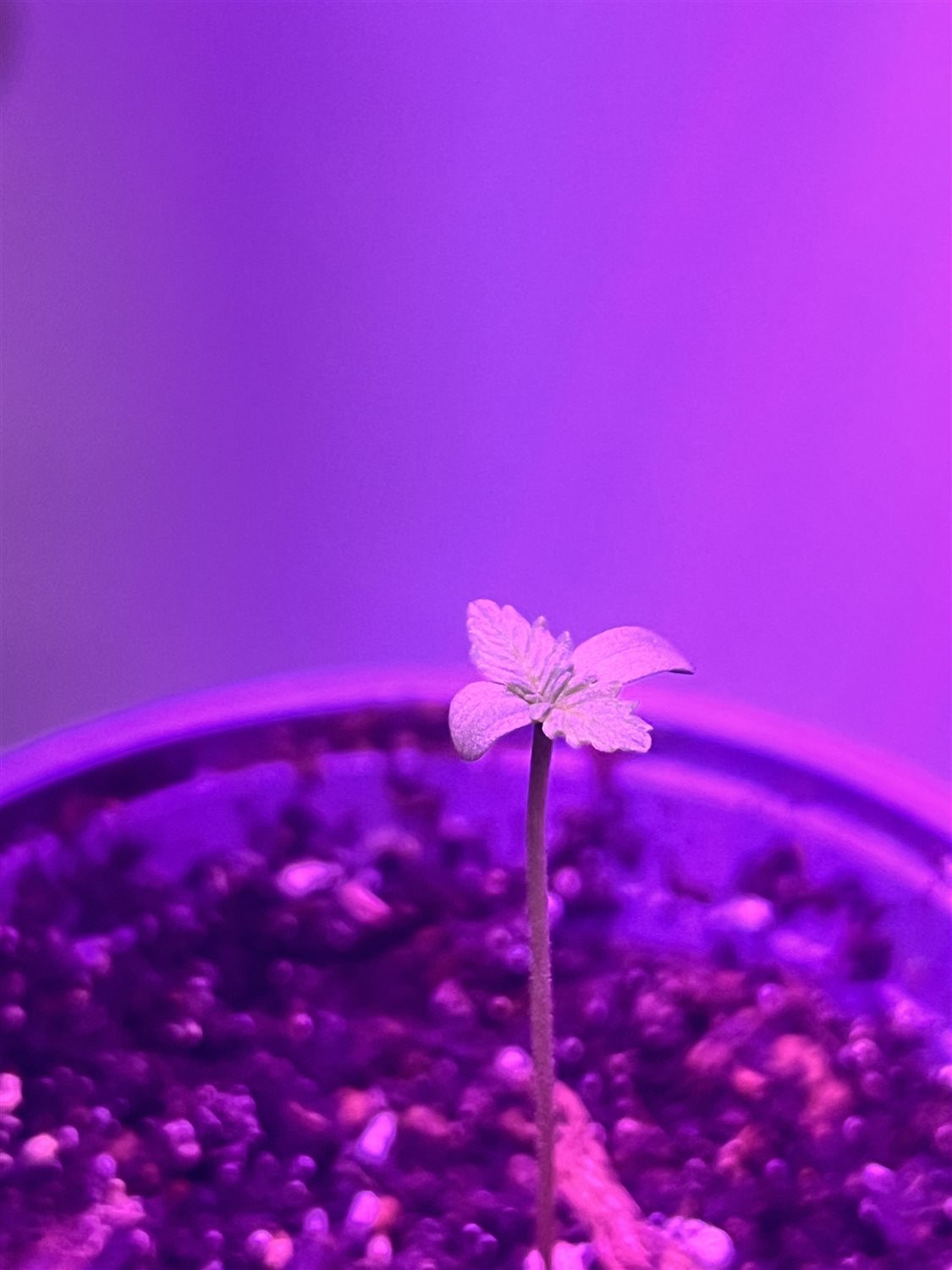 Featured Plant Image