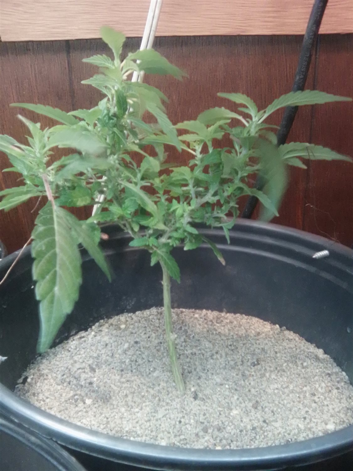 Featured Plant Image