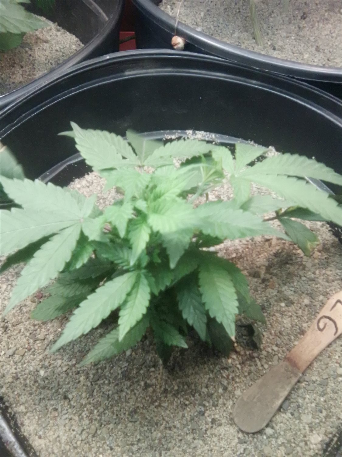 Featured Plant Image