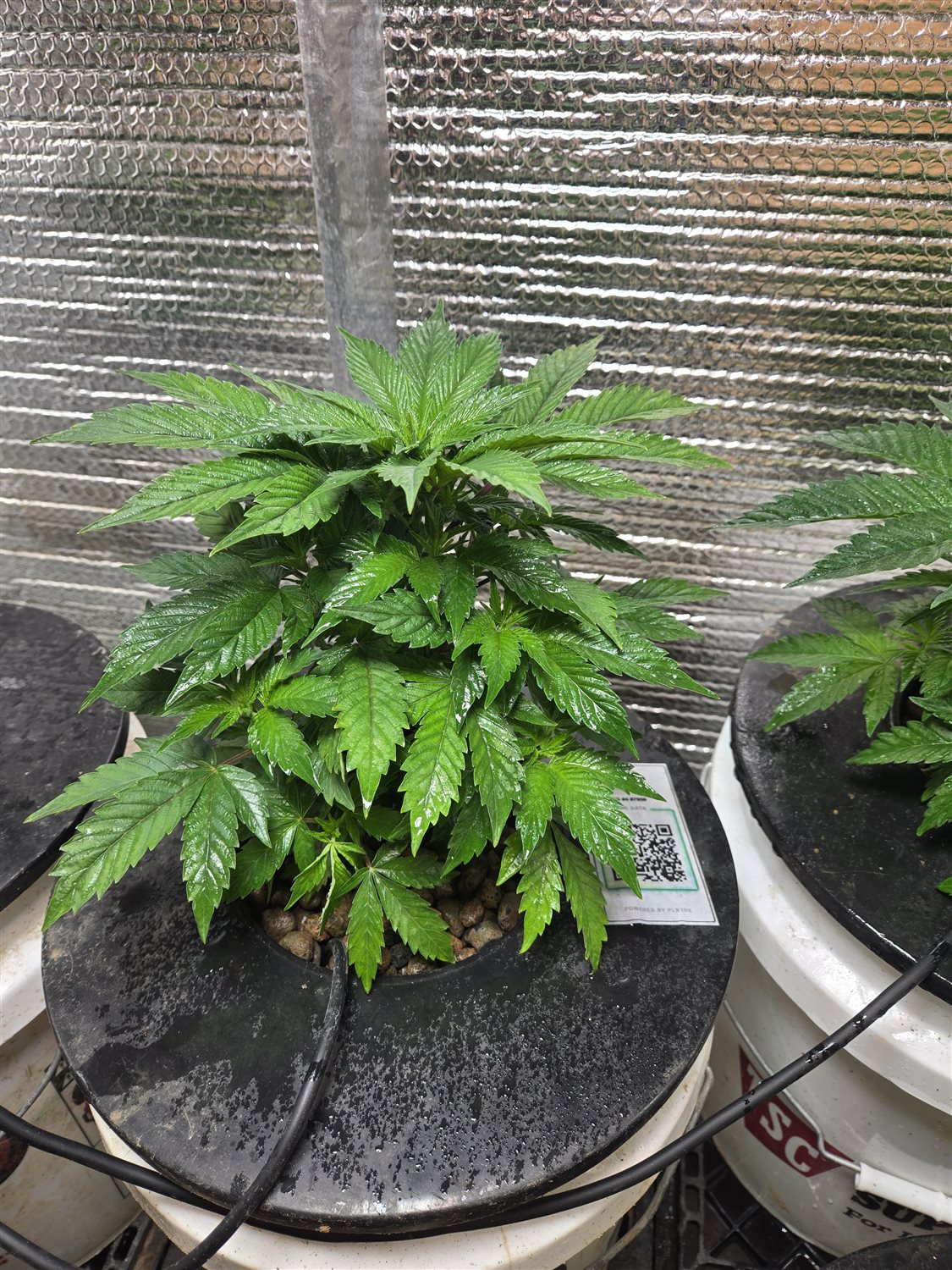 Featured Plant Image