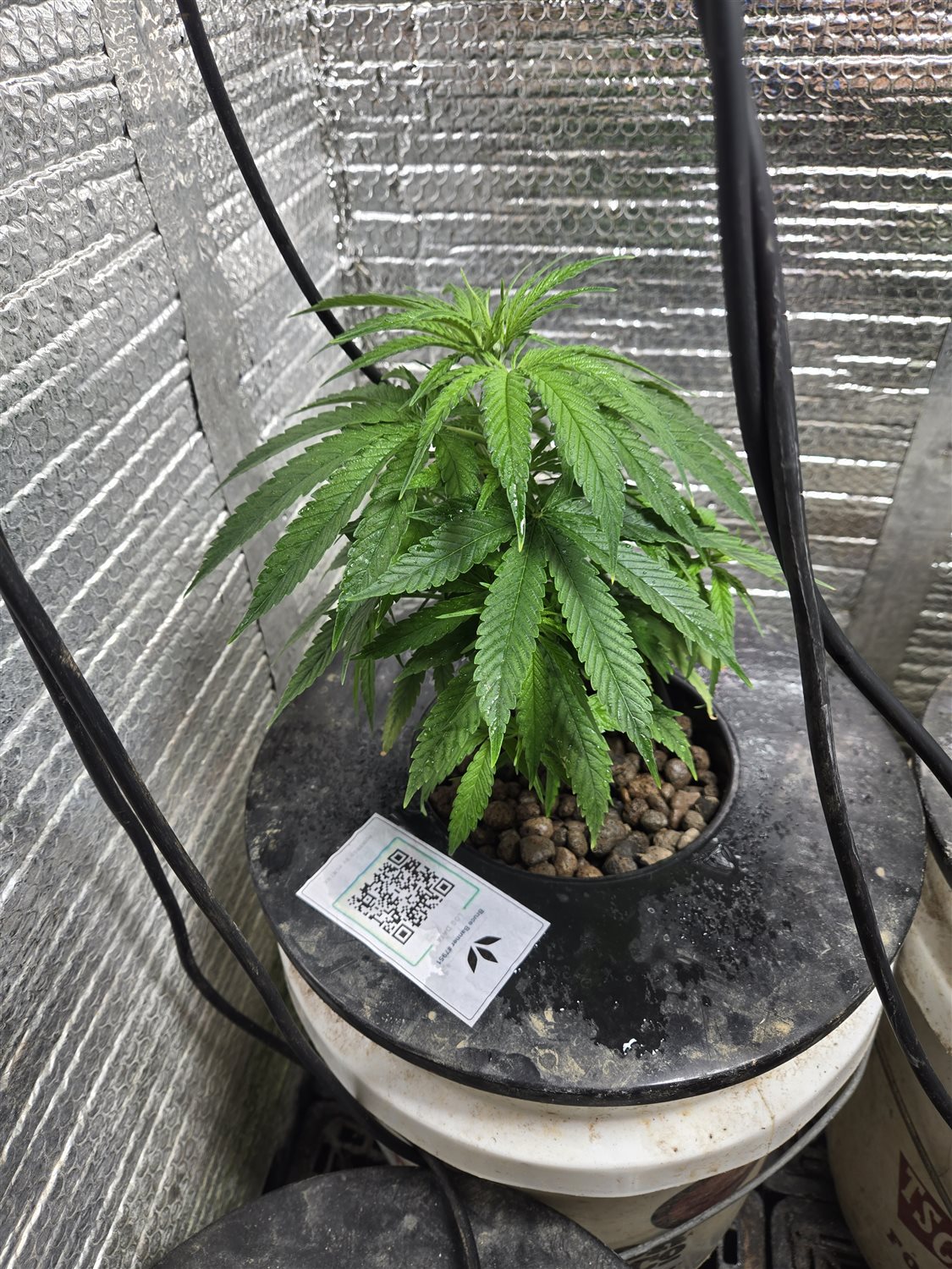 Featured Plant Image