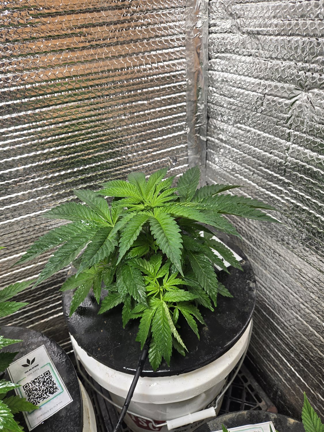 Featured Plant Image