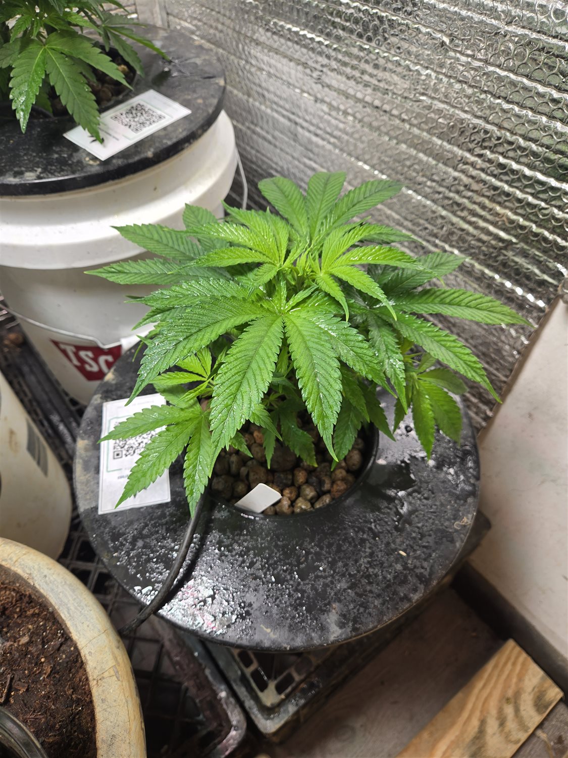 Featured Plant Image