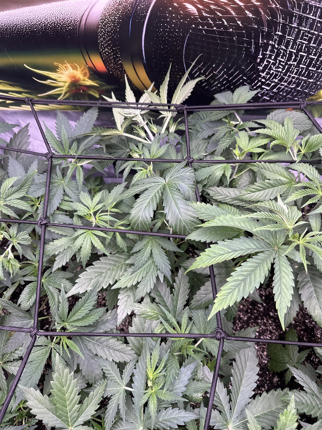 Featured Plant Image