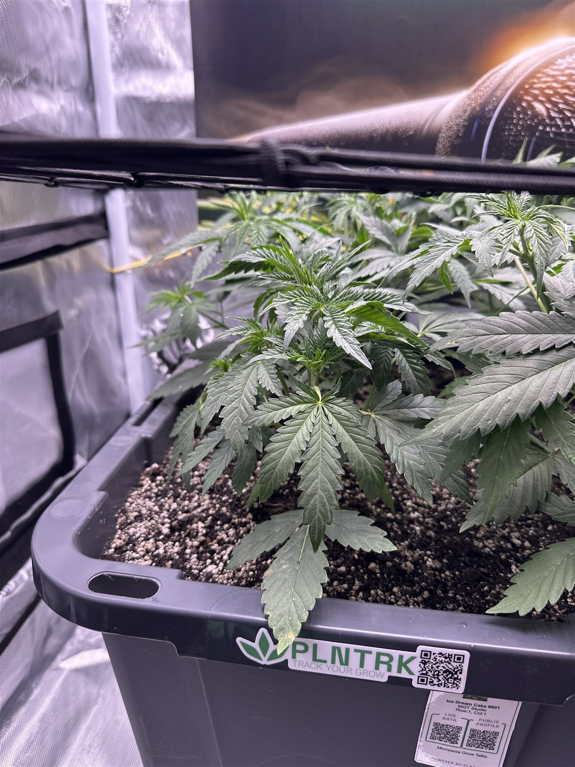 Featured Plant Image