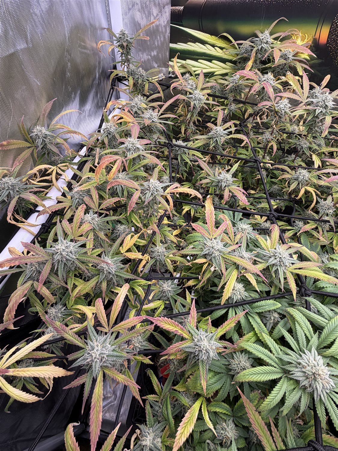 Featured Plant Image