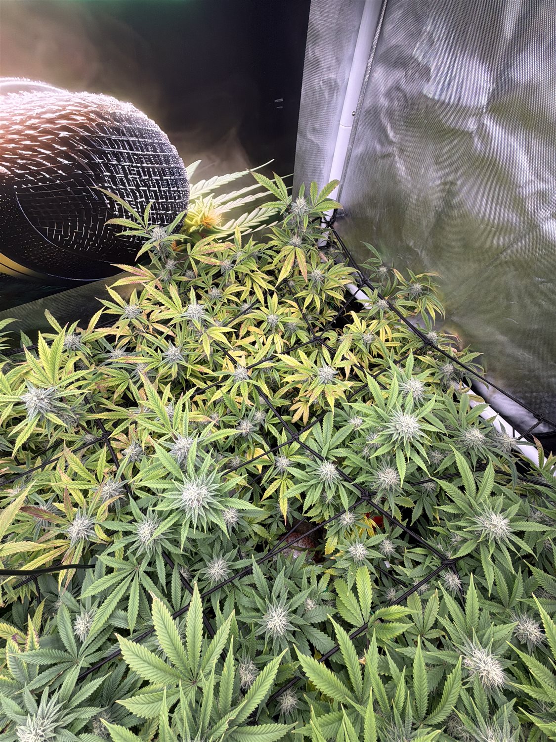 Featured Plant Image