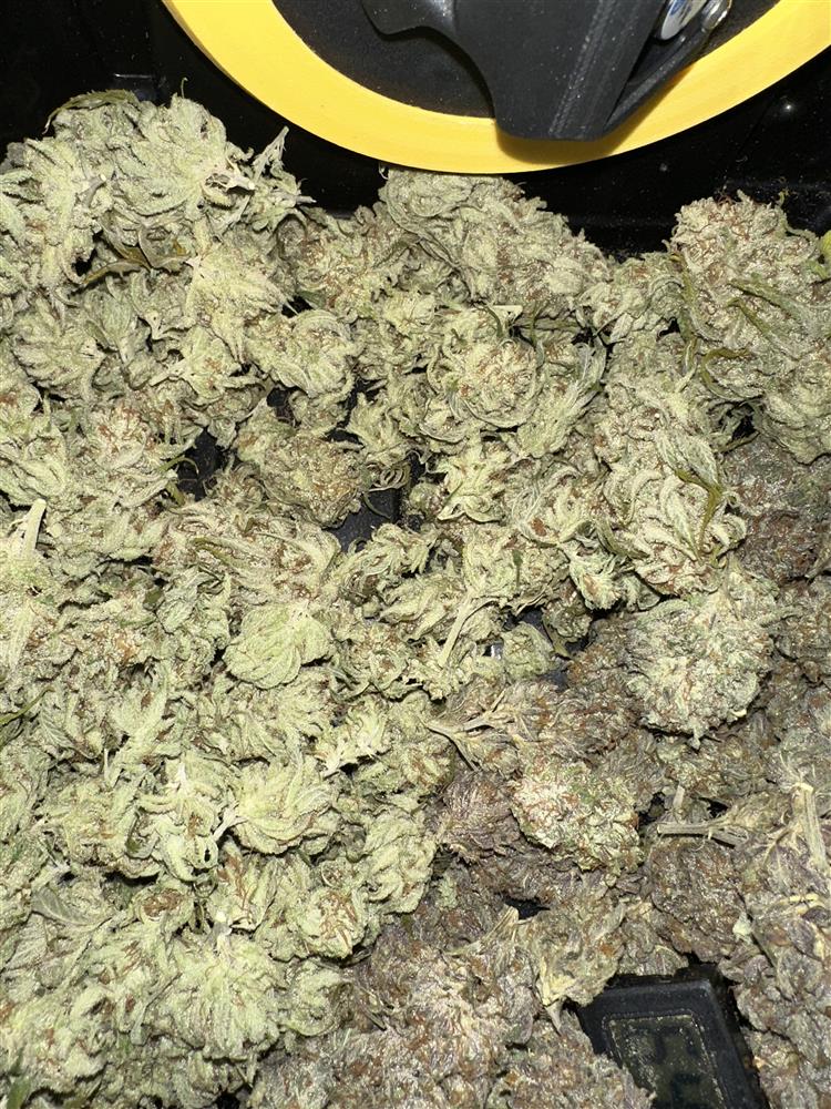 Featured Plant Image