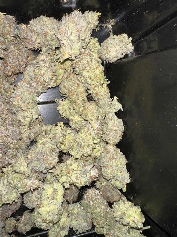 Featured Plant Image