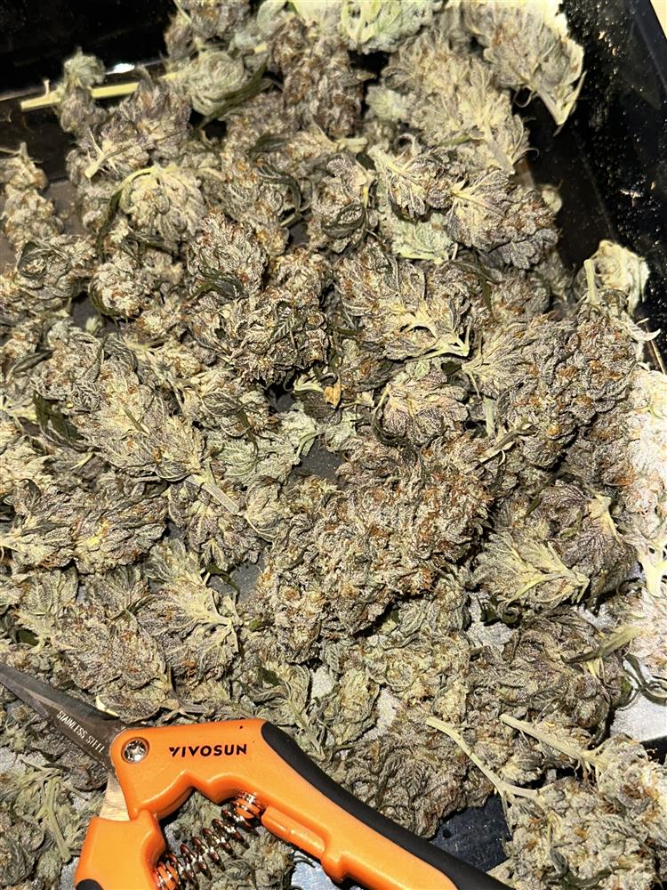 Featured Plant Image