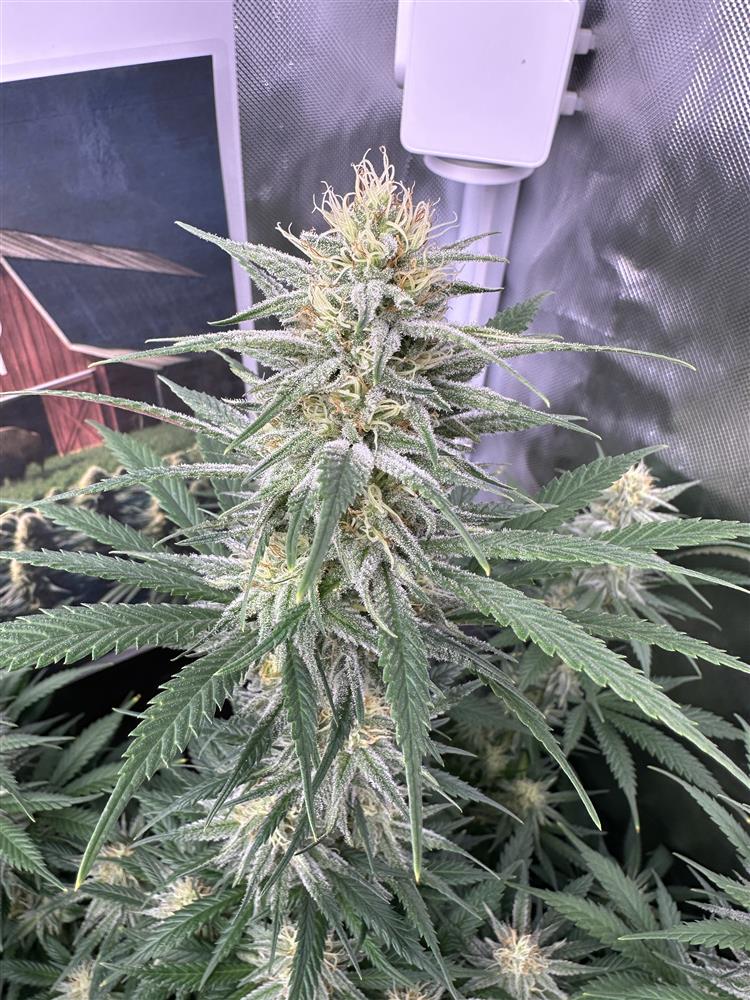 Featured Plant Image