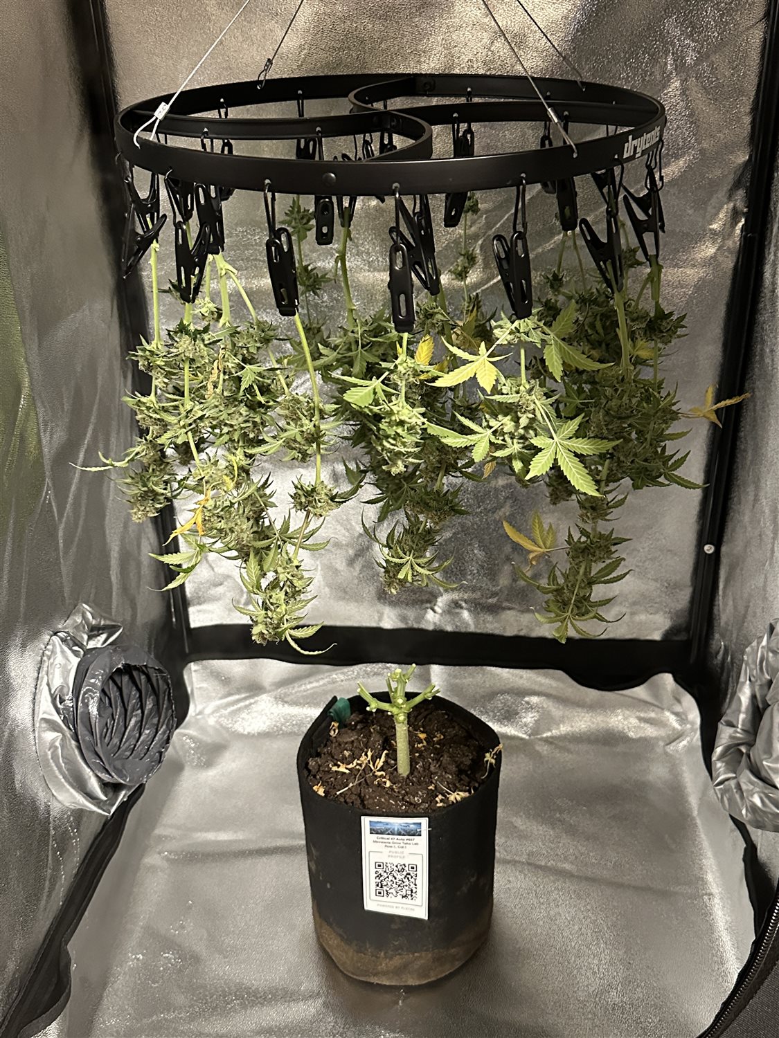 Featured Plant Image