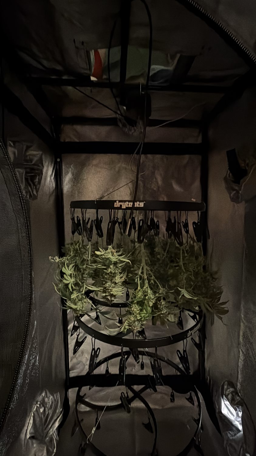 Featured Plant Image