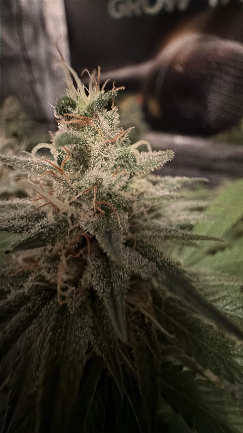 Featured Plant Image