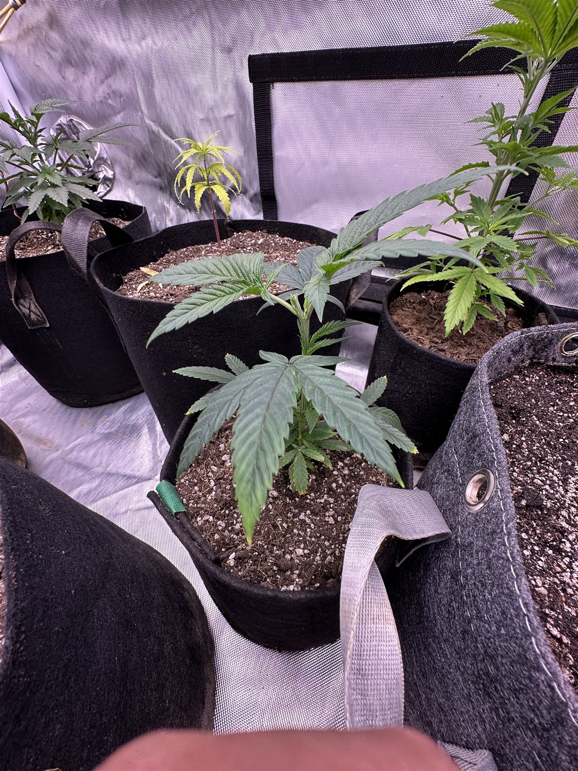 Featured Plant Image