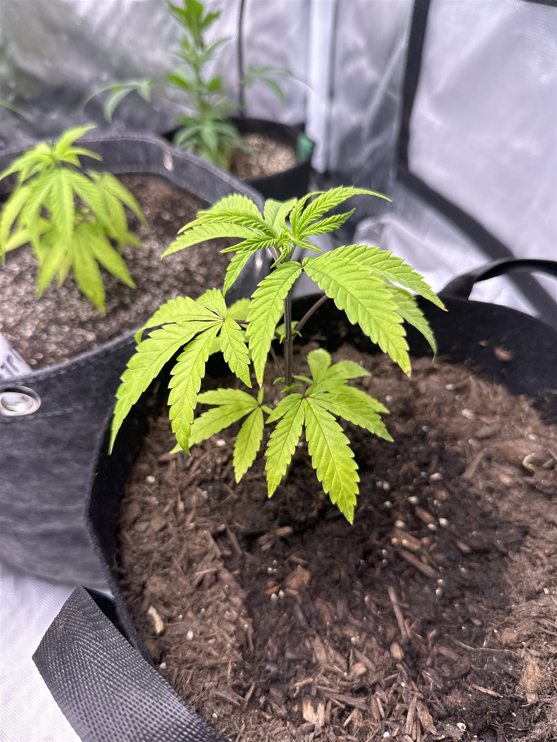 Featured Plant Image