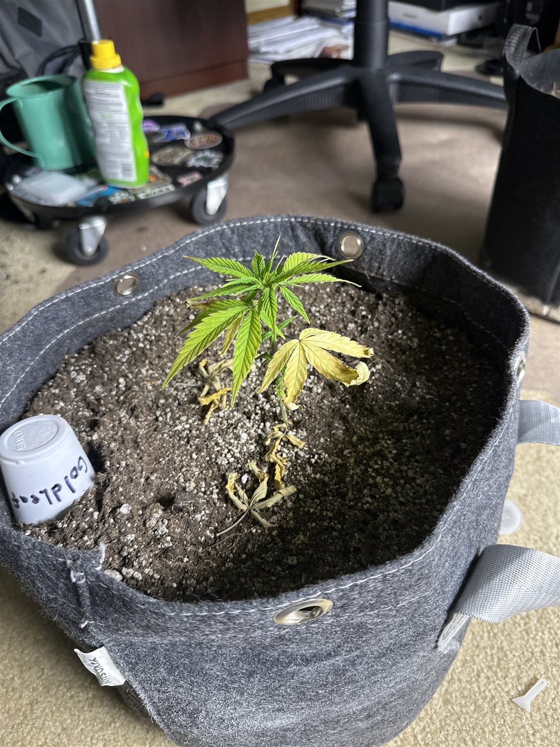 Featured Plant Image