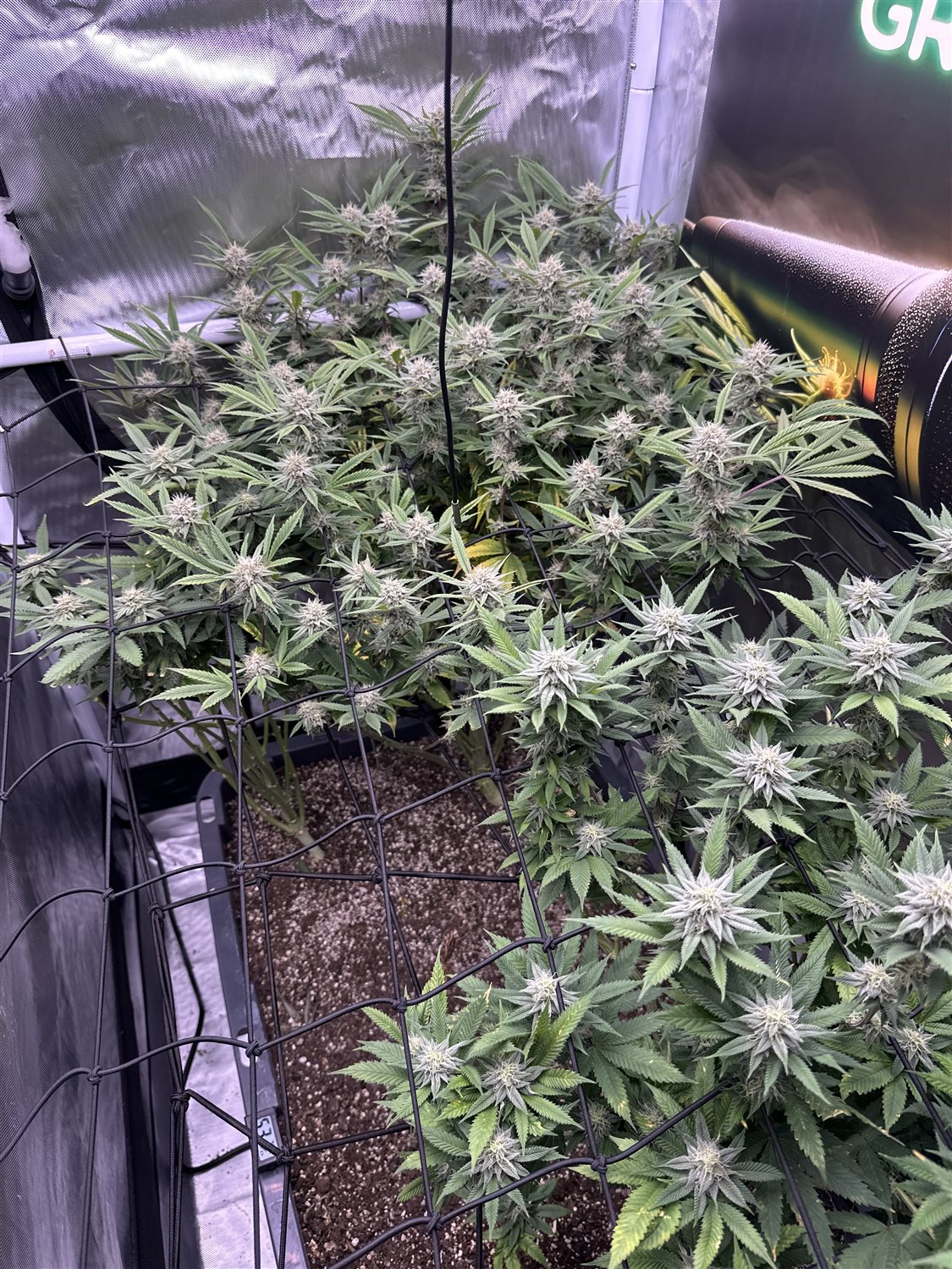 Featured Plant Image