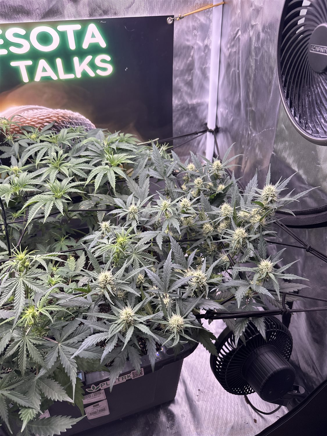 Featured Plant Image