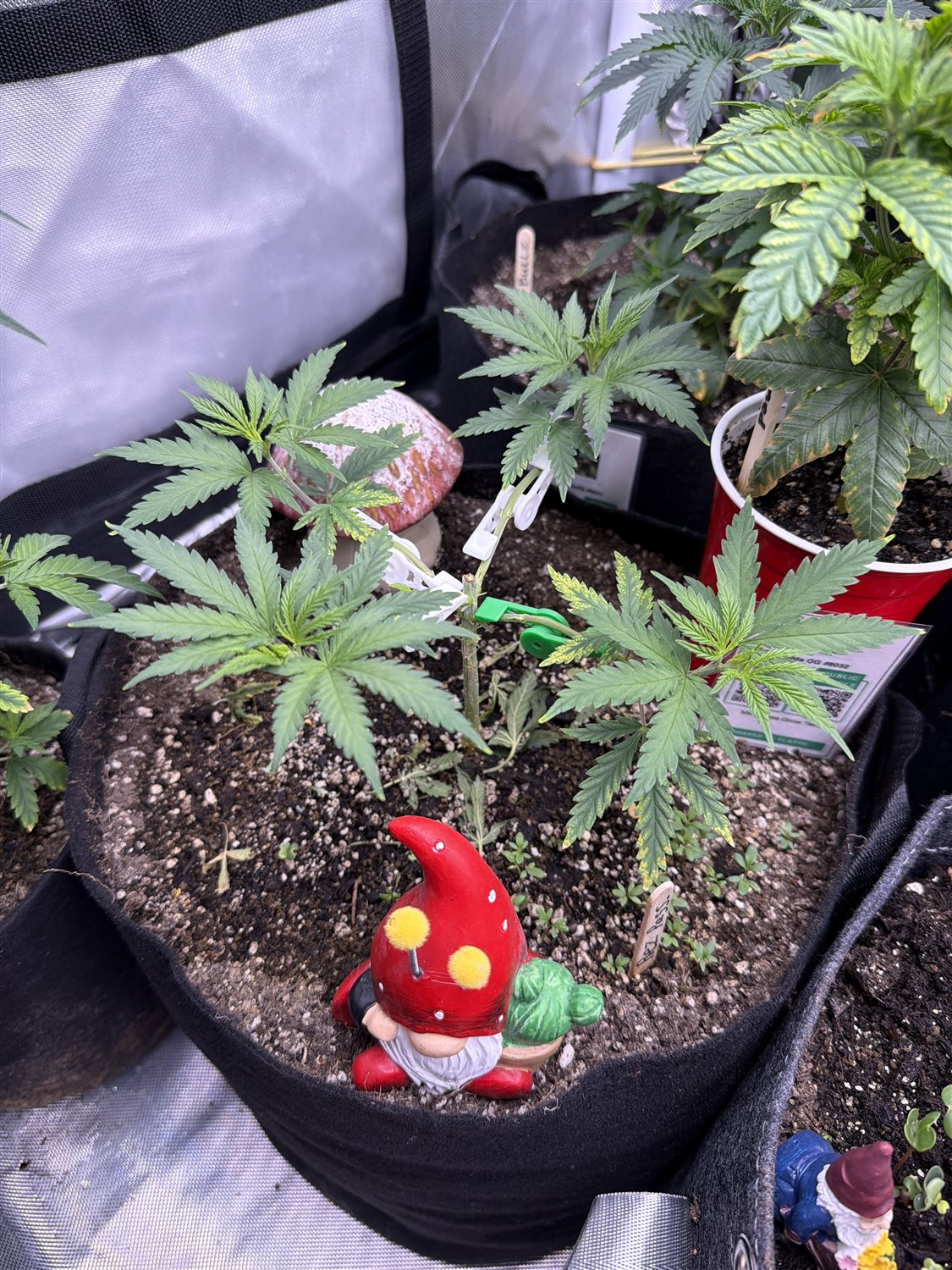 Featured Plant Image