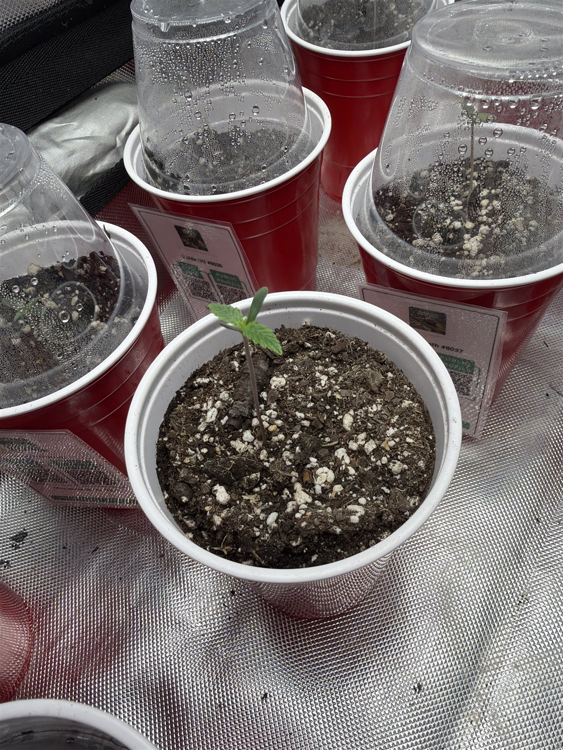 Featured Plant Image