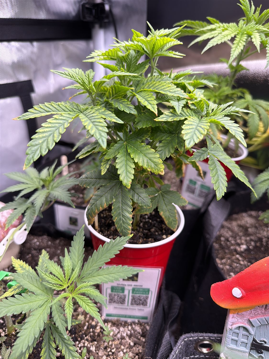 Featured Plant Image