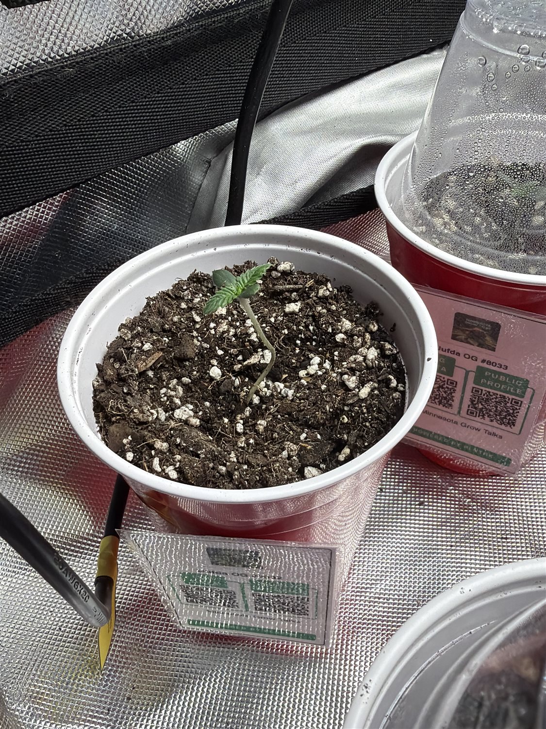 Featured Plant Image