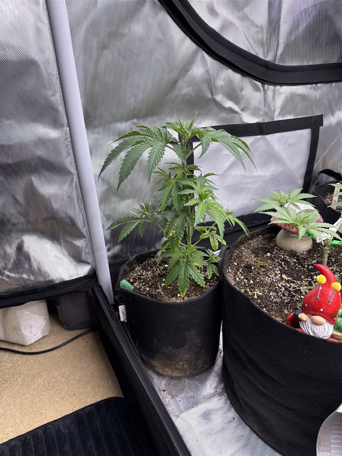 Featured Plant Image