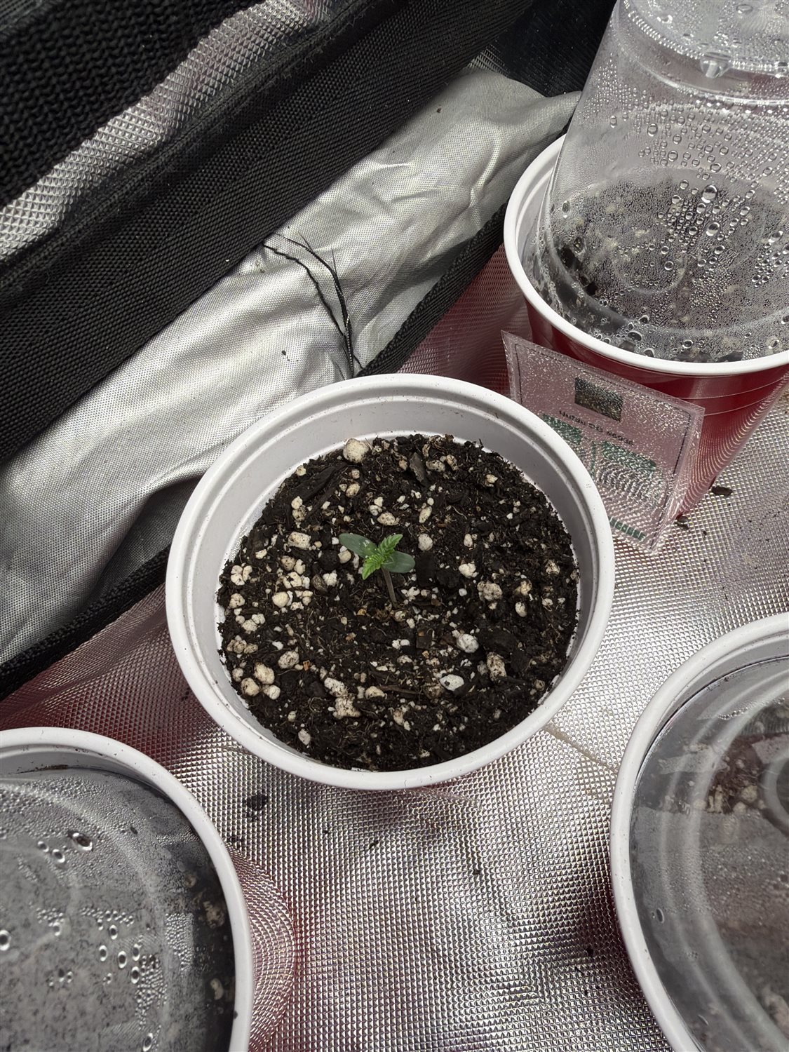 Featured Plant Image