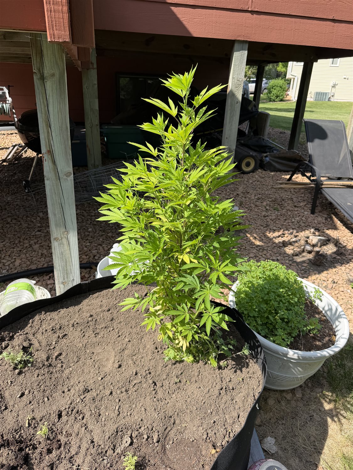 Uufda OG plant photo