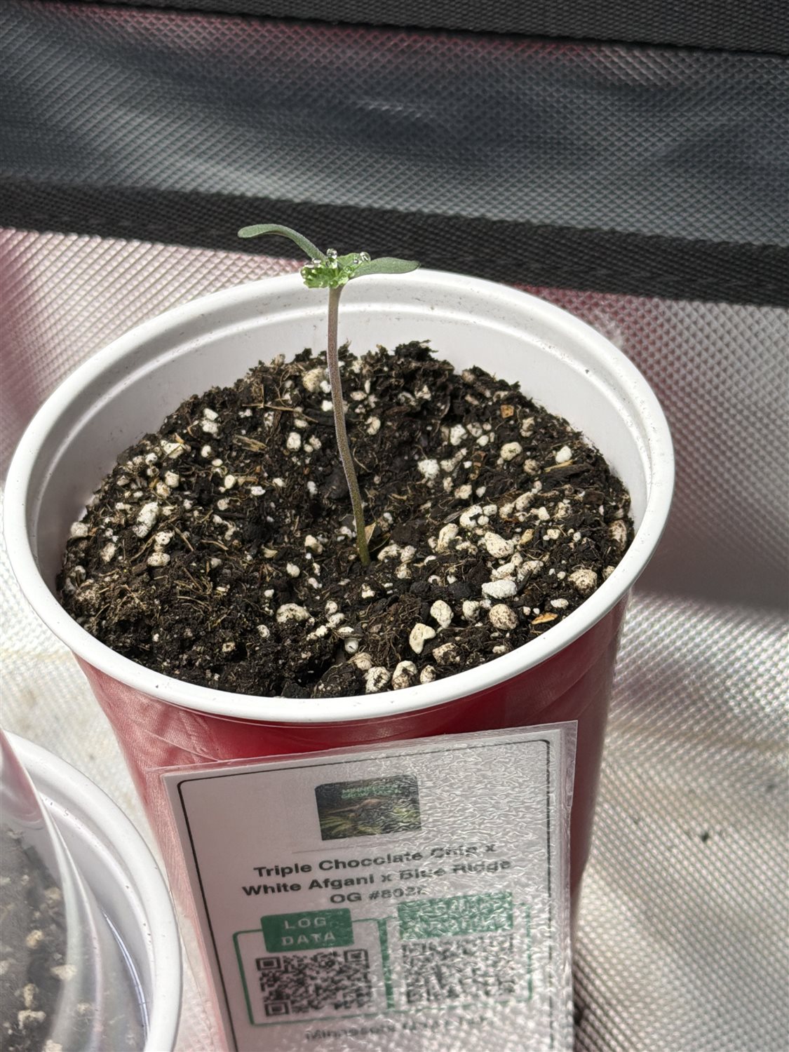 Featured Plant Image