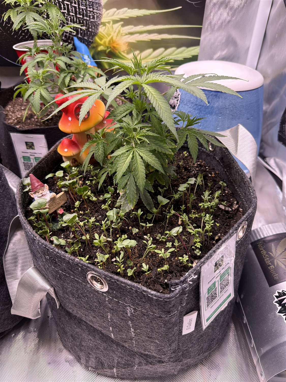 Featured Plant Image