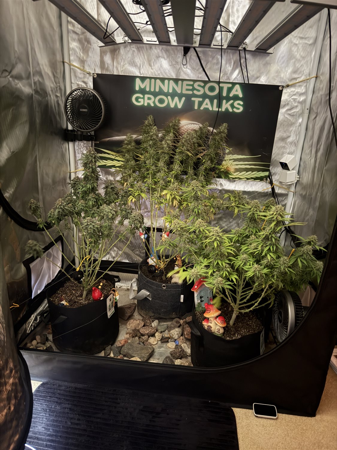 Alaskan Thunder Fuck plant photo