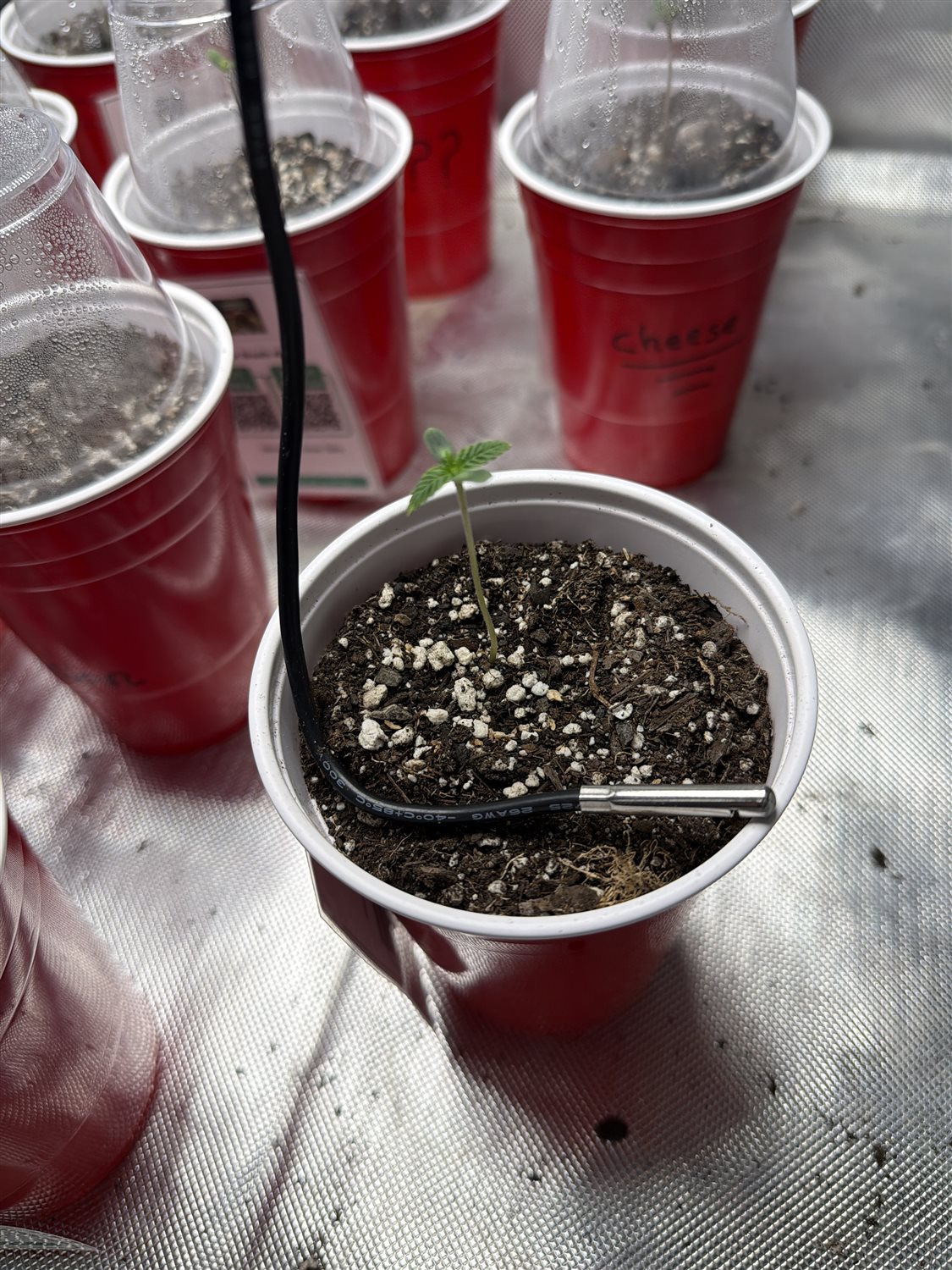 Featured Plant Image