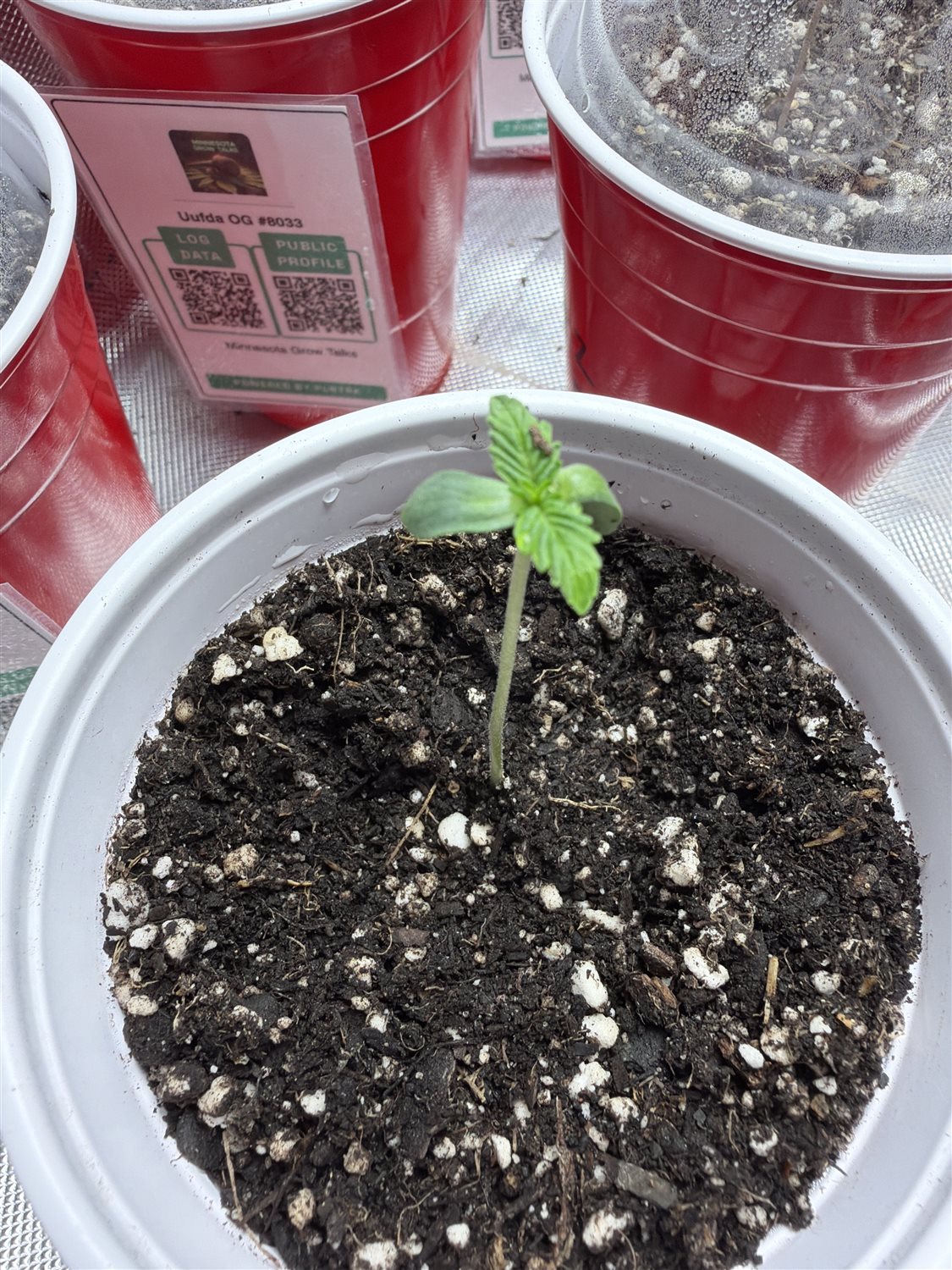 Featured Plant Image