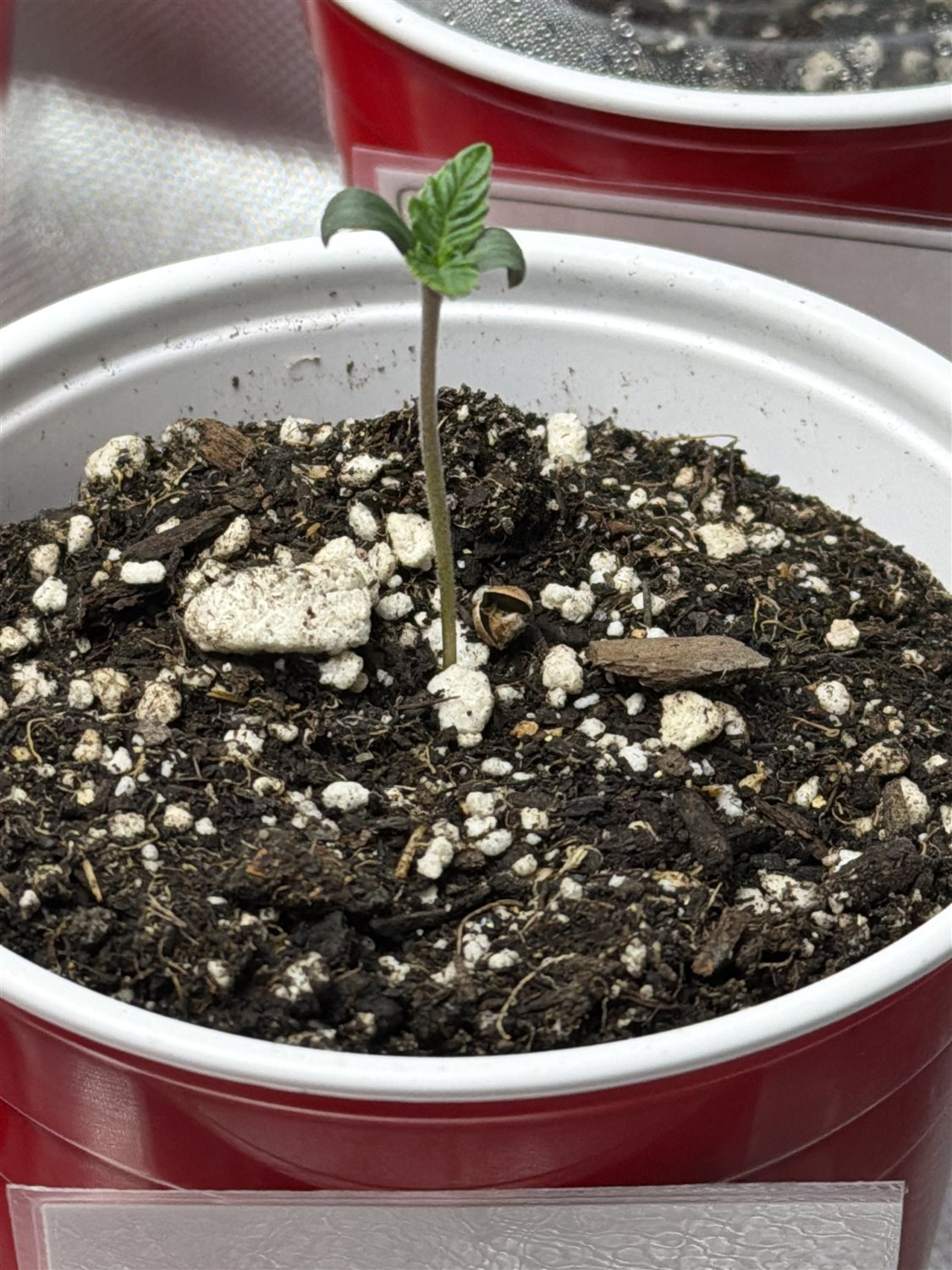 Featured Plant Image