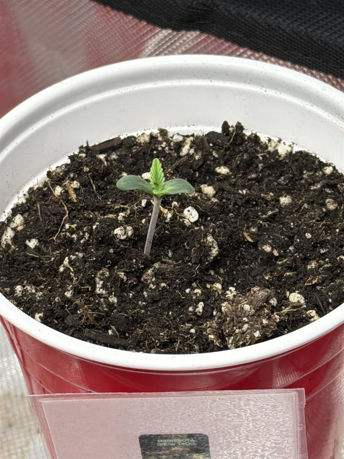 Featured Plant Image