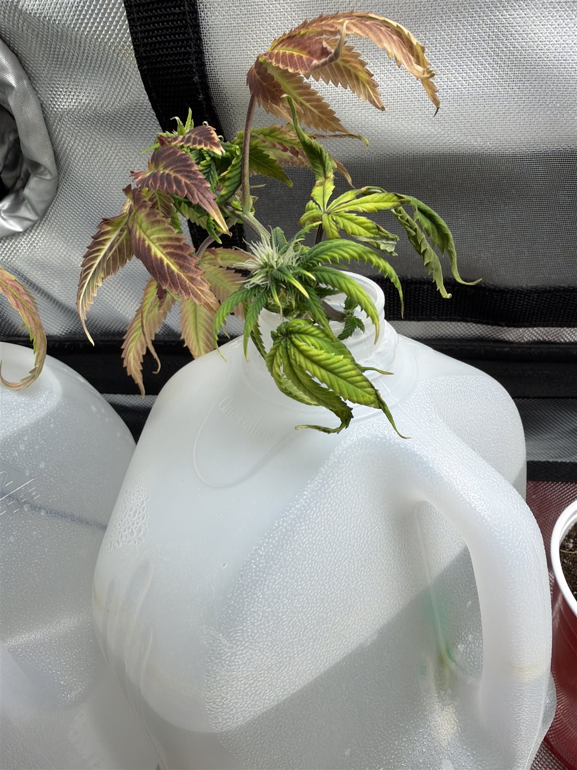 Featured Plant Image