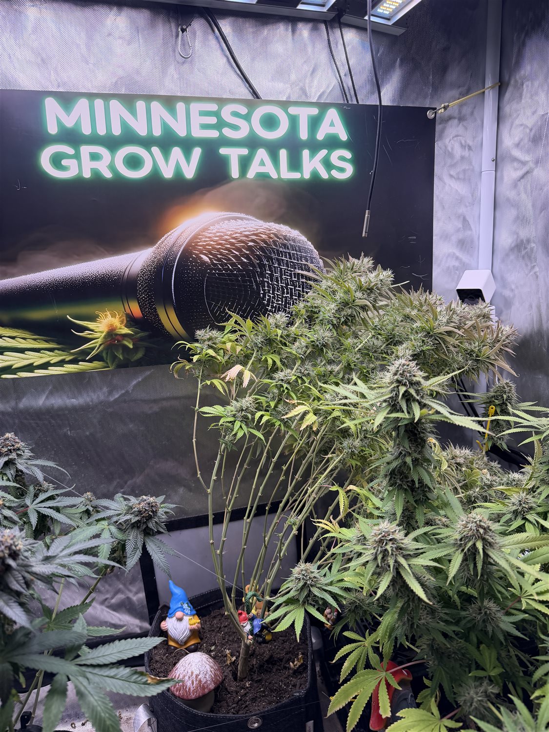 Blue Dream plant photo
