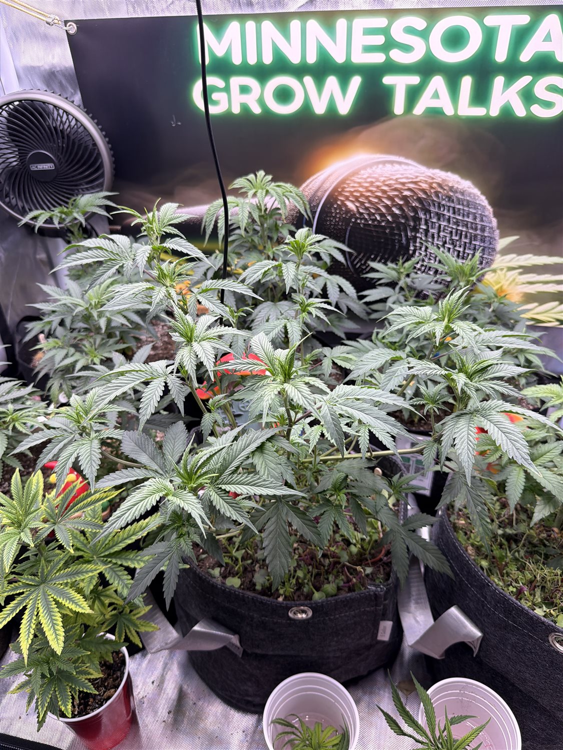 Featured Plant Image