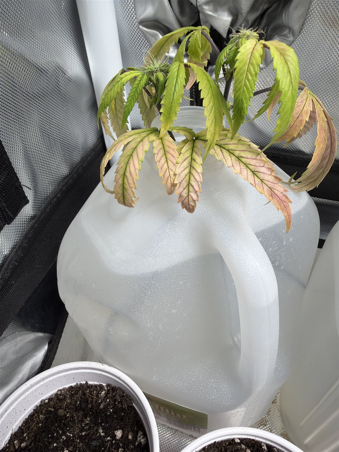 Featured Plant Image